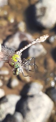 Ophiogomphus