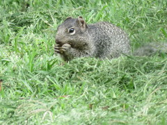 Otospermophilus variegatus