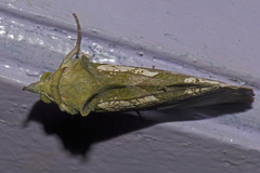 Eudocima hypermnestra