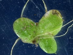 Lemna minuta