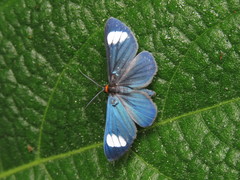 Neopaniasis