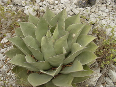 Agave ovatifolia