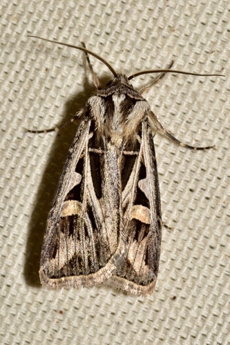 Dingy Cutworm Moth photo 6