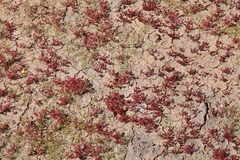 Crassula aquatica