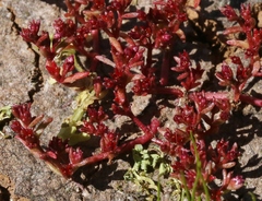 Crassula aquatica
