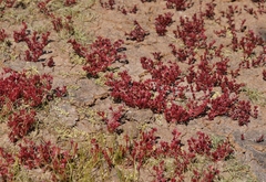 Crassula aquatica