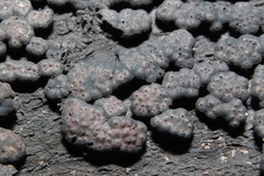 Jackrogersella cohaerens