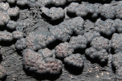 Jackrogersella cohaerens