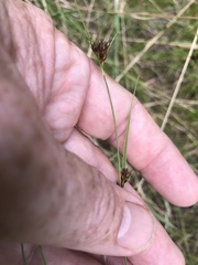 Rhynchospora capitellata