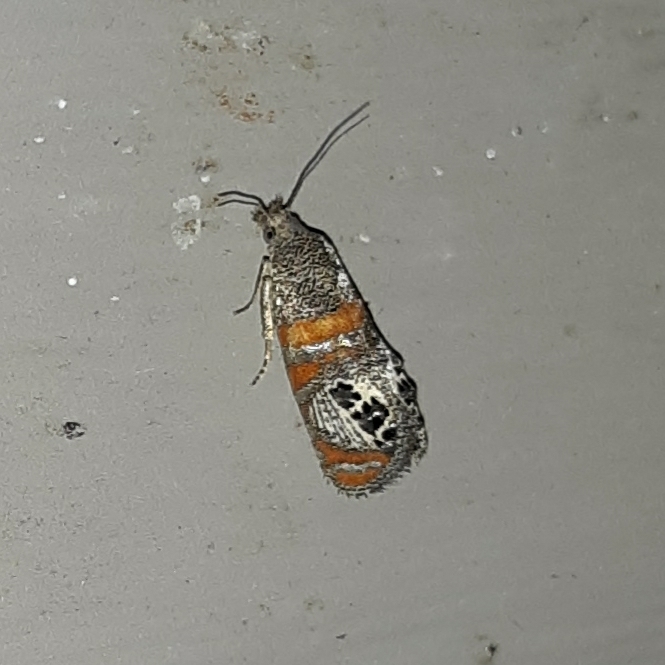 Pelochrista fratruelis