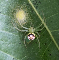 Araneus guttulatus