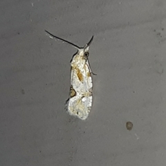 Aethes angustana