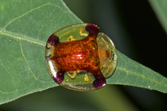 Aspidimorpha sanctaecrucis