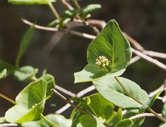 Lonicera flava