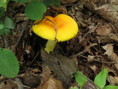 Russula aurea