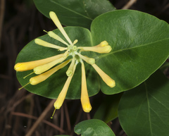 Lonicera flava