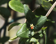 Lonicera flava
