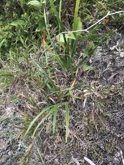 Iris verna smalliana