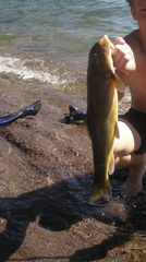 Catostomus occidentalis