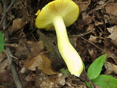 Russula aurea