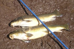Catostomus occidentalis