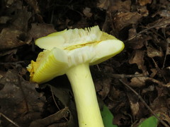 Russula aurea