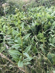 Solidago glomerata