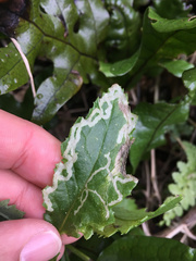 Phytomyza syngenesiae