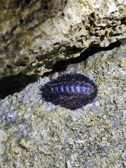 Acanthopleura spinosa