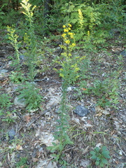 Solidago squarrosa
