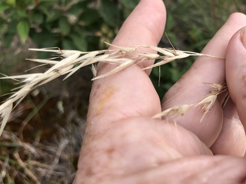 Carolina oatgrass (Danthonia epilis)