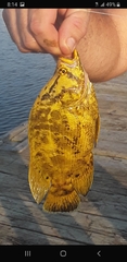 Lobotes surinamensis