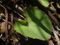 Centella cordifolia