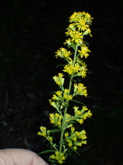 Solidago squarrosa