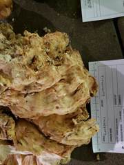 Laetiporus huroniensis