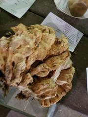 Laetiporus huroniensis
