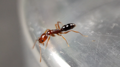 Anochetus