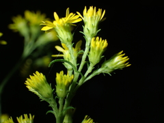 Solidago squarrosa