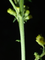 Solidago squarrosa