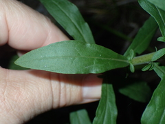 Solidago squarrosa