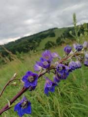 Delphinium elatum