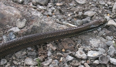 Saphenophis boursieri