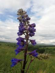Delphinium elatum