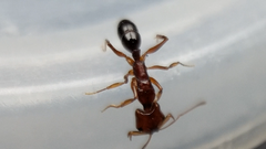 Anochetus