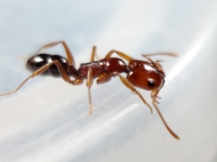 Anochetus