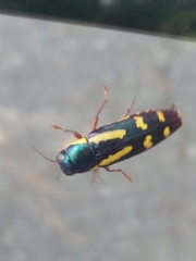 Buprestis rufipes