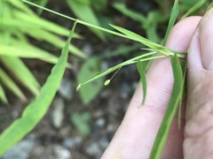 Dichanthelium dichotomum