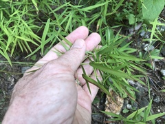 Dichanthelium dichotomum