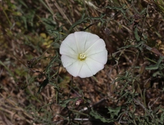 Calystegia macrostegia arida