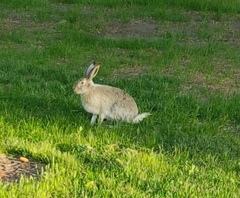 Lepus townsendii